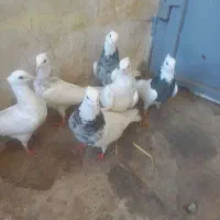 کبوتر یا کفتر طوقی شازده کرمانشاهی