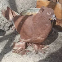 کفتر کبوتر راعبی رواعب با قفس دو طبقه|پرنده|قم, سالاریه|دیوار