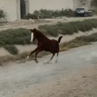 کره نریان کرد نوه  سهیل حیدر و بن طوطی بابایی