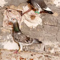 سلام صیدنر سوسکی با نر مینا سیاه