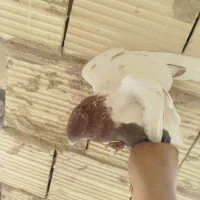 کفتر کبوتر سینه ای طوقی کله ای