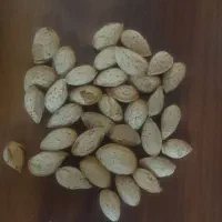 بادام مامایی،سنگی،شاهرودی|خوردنی و آشامیدنی|تهران, امجدیه (خاقانی)|دیوار