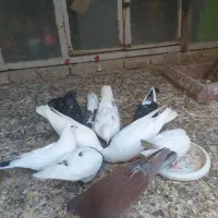 پرنده