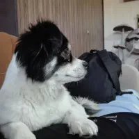 واگذاری سگ ماده خوشگل لوس