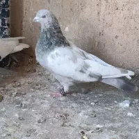 کبوتر بهبونی|پرنده|شیراز, سلطان آباد|دیوار