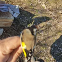 سهره نروماده|پرنده|رشت, رشتیان|دیوار