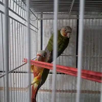 دو جفت گرینچیک ودوعدد قناری