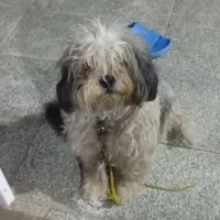 سگ پا کوتاه شیتزو