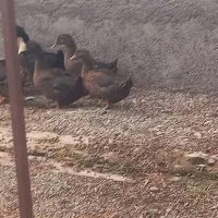 ۵عدد اردک  بفروش می‌رسد|حیوانات مزرعه|هشتگرد, شهرک گلخانه|دیوار