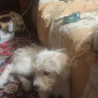 یک سگ شیتزو مالتیز حدودا 7 ماهه مفقود شده|سگ|اصفهان, ملک|دیوار