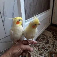 عروس هلندی|پرنده|بیرجند, |دیوار