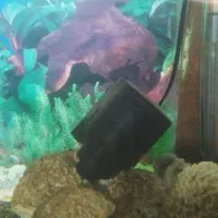 آکواریوم همراه لوازم کامل|ماهی|ملایر, |دیوار