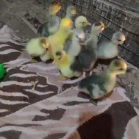 3عدد غاز 5ماهه و8عدد جوجه غوغاز 20روزه|حیوانات مزرعه|چناران, |دیوار