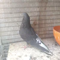 کبوتر اشعل کاشانی سیاه و سرخ