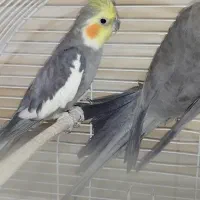 عروس پاریس هلندی|پرنده|سوسنگرد, |دیوار