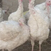 بوقلمون گوشتی ارگانیک  بیوتی ۶ اصل|حیوانات مزرعه|کرمانشاه, |دیوار