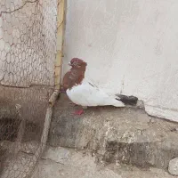 نر سینه قهوه ای|پرنده|قم, چهل اختران|دیوار