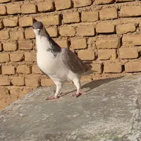 ساده|پرنده|شاهرود, |دیوار