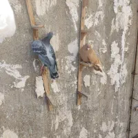 کفتر|پرنده|مشهد, کارگران|دیوار