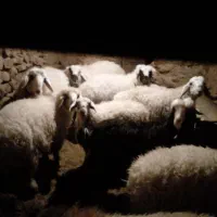 گوسفند ولایتی بره