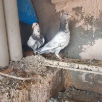 بزک|پرنده|تربت جام, مسکن مهر|دیوار