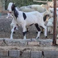 ماده بز پاکستانی