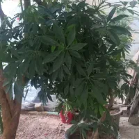 دو عدد گل شفلرا|گل و گیاه طبیعی|هشتگرد, شهرک بعثت|دیوار