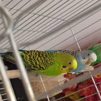 یک جفت مرغ عشق بالغ همراه با قفس و تمام وسایل|پرنده|ساوه, |دیوار