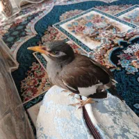 مرغ مینا سخنگو