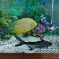 سه عدد ماهی گوشت خوار