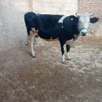 گاو سیمیتال