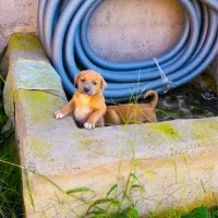 سگ پیتبول|سگ|رشت, معلم|دیوار