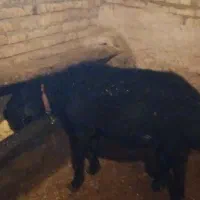 قوچ قره قول اصل|حیوانات مزرعه|حلب, |دیوار