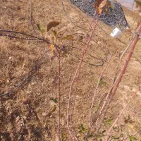 چاه کن|خدمات پیشه و مهارت|سقز, |دیوار