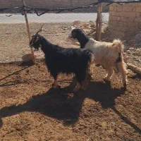 پنج بز ابستن شکم دوم|حیوانات مزرعه|سمیرم, |دیوار