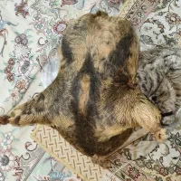 هیزه