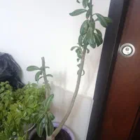 گل و گیاه خانگی|گل و گیاه طبیعی|اردبیل, |دیوار