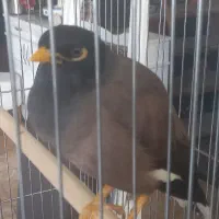 فروش مرغ مینا