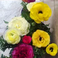 بامبو .دیفن گل.گلدان.پتوس