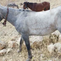 اسب|حیوانات|مسجد سلیمان, |دیوار