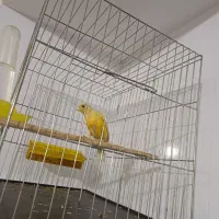 قناری نر بلند معاوضه با عروس هلندی دستی