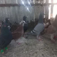 کفتر|پرنده|مشهد, تلگرد|دیوار