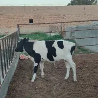 فروش یک عدد گوساله نر 7ماهه