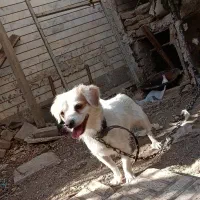 سگ پاکوتاه
