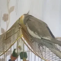 عروس هلندی جفتی 3 تومن