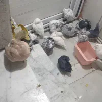 کبوتر پرشی خوب|پرنده|جوادآباد, |دیوار