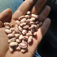 لوبیاچیتی درجه یک زنجان