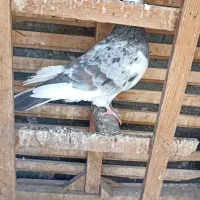 شازده هفرنگ ماده قولدور  پرشی بشرط|پرنده|طرقبه, |دیوار