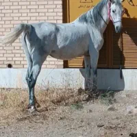 فروش مادیان ترکی قدیمی