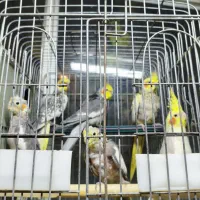 طوطی عروس هلندی